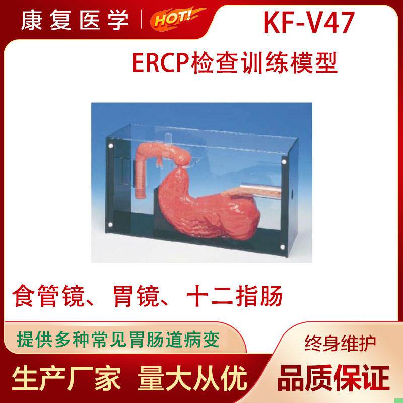 胃镜与ERCP训练模型洗胃检查标本人体胃部造影术操作练习教学模具