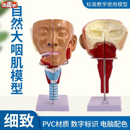 医学鼻咽喉气管咽肌解剖R模型环咽肌模型吞咽障碍康复鼻窦教学演