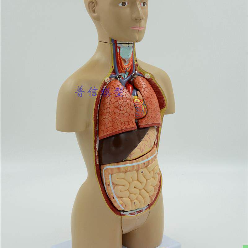 医用人体器官解剖模型 人体内脏结构 人体拼装模型 躯干模型