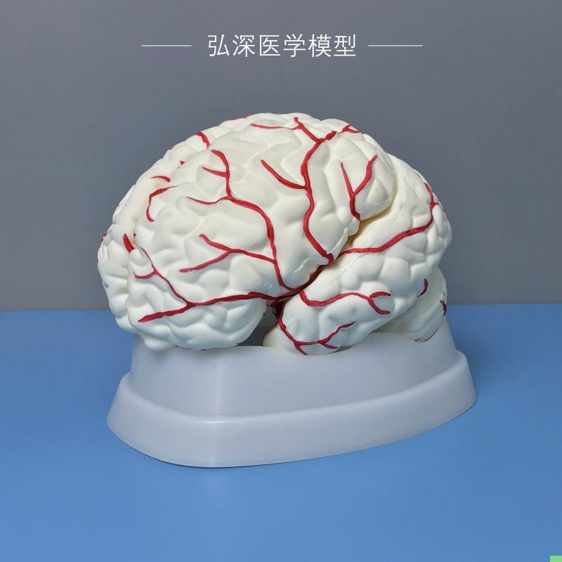 人体脑解剖模型大小脑部动脉血管分布结构可拆开8块器官医学教学