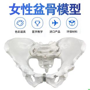 1比1女性骨盆模型 髂骨坐骨耻骨演示模型 盆骨 医用骨骼模型包邮