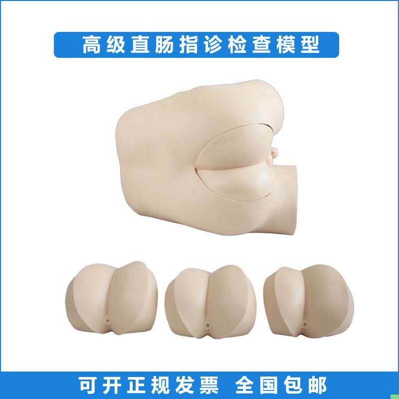 高级直肠指诊检查模型 前/列腺触诊模型 肛门检查诊断诊治模型