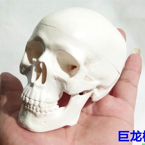 头骨骷髅人体骨骼脊柱模型 摆件美术静物绘画手办玩具人体艺术
