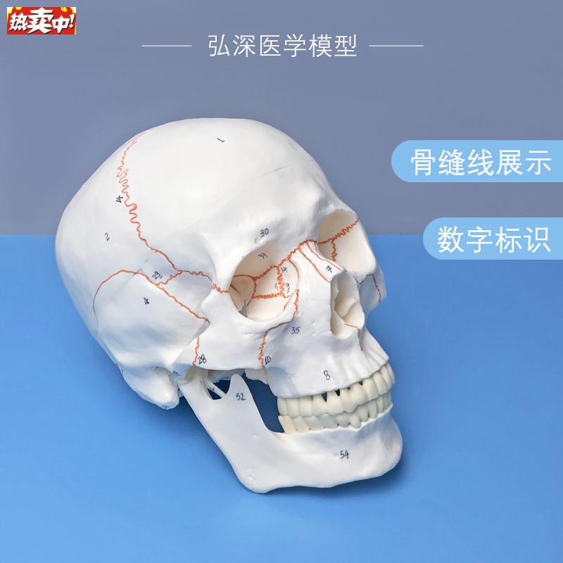 人体头骨模型带骨缝线数字标识K颅骨骼解剖结构骷髅教学类模具骨