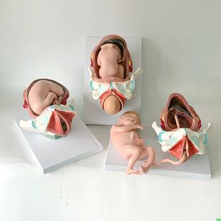 分娩过程助产示教产程教学足月胎儿胎位产道子宫生殖产科妊娠过程