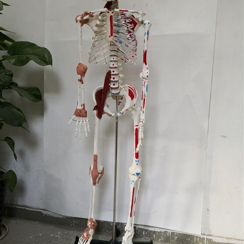 170cm人体骨骼韧j带肌肉数字编码骨架医用教学讲解模型