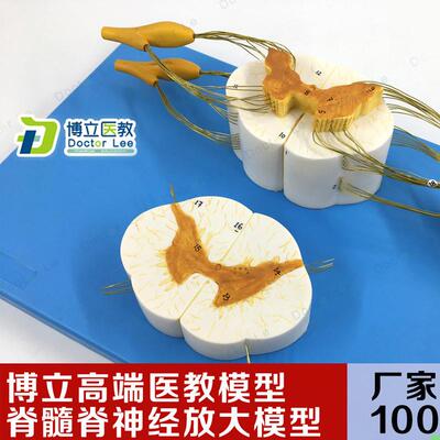 医学人体脊髓脊放大神经分支模型周围神经系统脊柱麻醉解剖