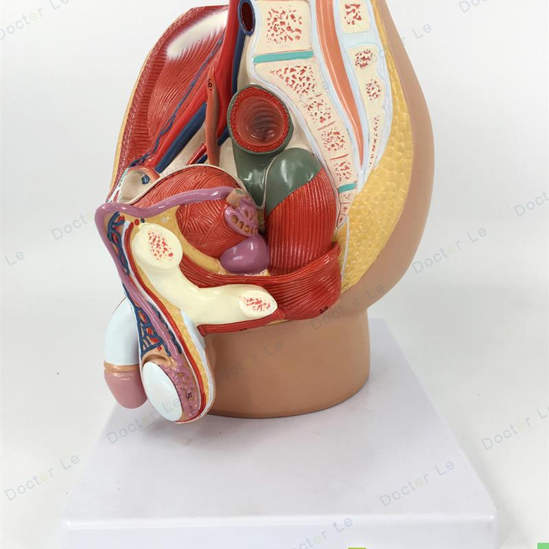 正品 男性生殖泌尿系统模型男科盆腔解剖结构模型前列腺医用教学