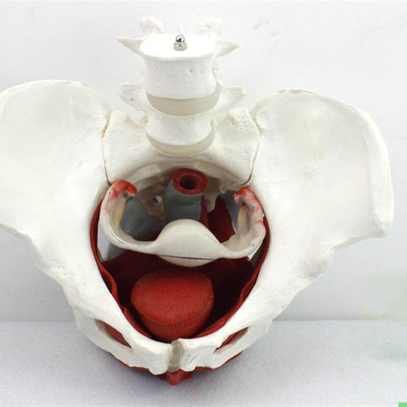 ENOVO颐诺 女性骨盆盆底肌群模型 生殖器官韧带女盆腔附件结构