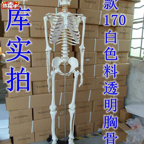 新款美术艺用医用标准的170gcm人体大骨骼模型骷髅骨架标本