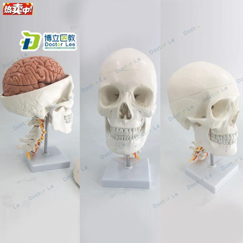 人体头骨模v型自然大头骨带颈椎附脑模型头颅脑动脉模型有支架