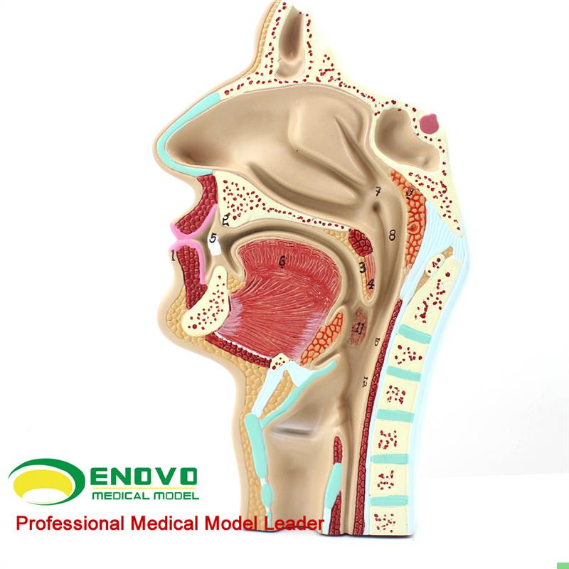 颐诺正品人体鼻腔咽喉解剖模型鼻咽腔模型耳鼻喉科医用模型