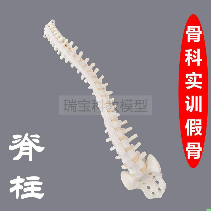 人体脊椎模型仿真骨外科手术练习用假骨颈椎胸椎腰椎神经韧带小针