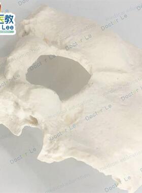 人体枕骨模型真j实标本翻模医学教学模型散骨模型自然大枕