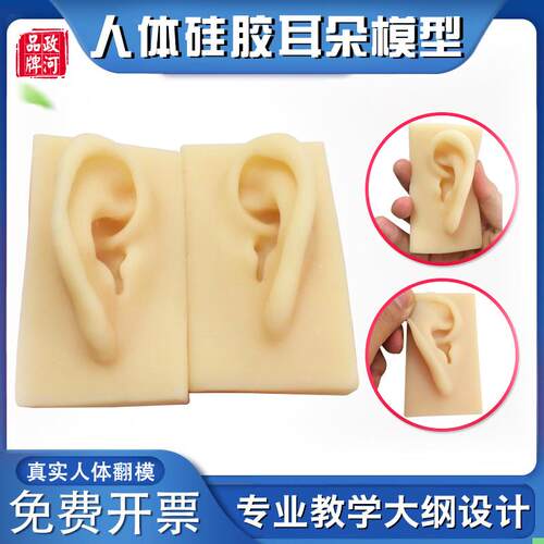 政河硅胶耳朵模型微整容整型练习模具医院耳鼻喉科展示人体教学用