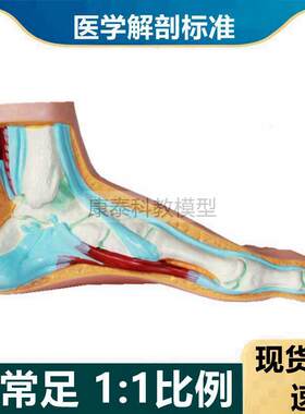 脚模型正常扁平弓形畸形足解剖脚底功能康复足骨仿真健身教学用具