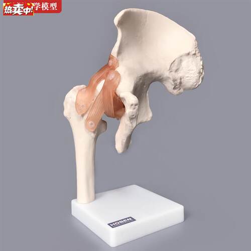 髋关节模型髋骨骼韧带腿骨股骨盆结构骨r科人体医学教学模具教具