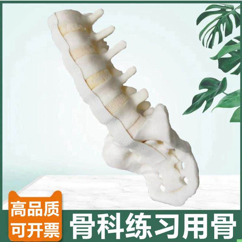 骨科用假骨模型腰椎神经骶骨人体脊柱手术练习仿真骨外科医生考试