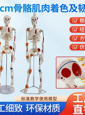 85cm人体骨骼模型成人小骷髅教学脊椎全身骨架模型附韧带肌肉着色