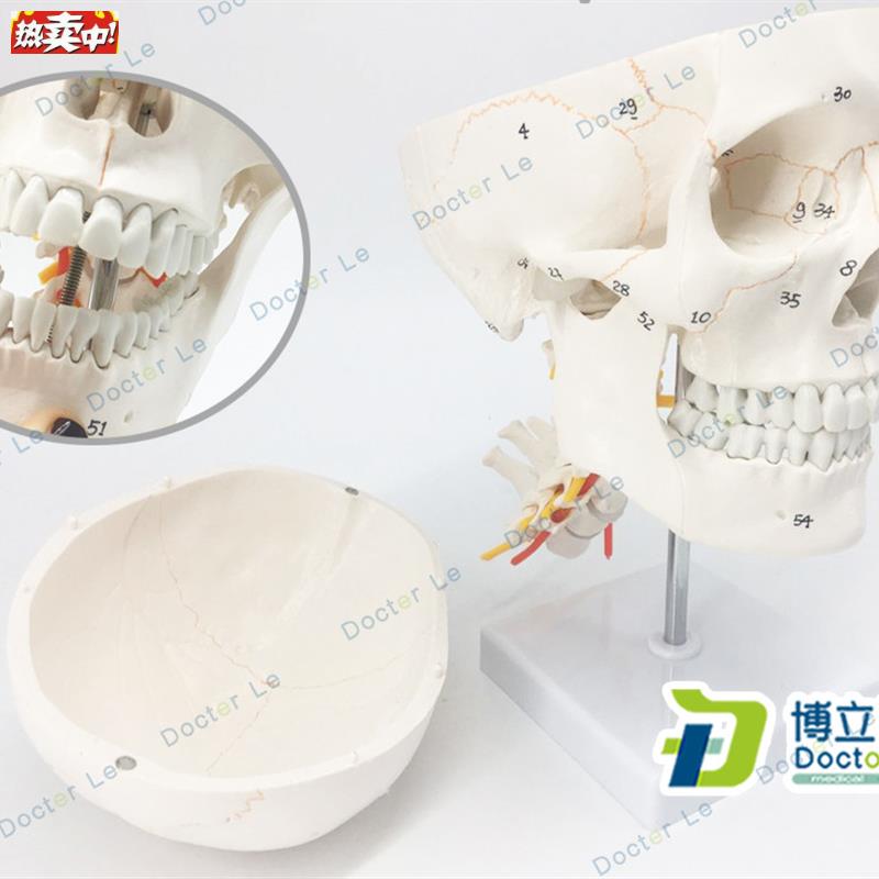 医用人体头骨O模型11骨缝线头颅骨模型骷髅头模型可拆卸口腔模