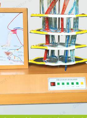 人体脊髓G反射和损伤表现电动模型人体模型脊椎神经膝跳反射模型