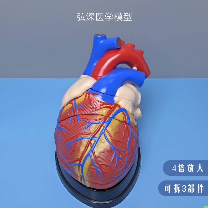 人体心脏模型4倍放大可拆内脏器官解剖血管动静脉弘深医学教学307