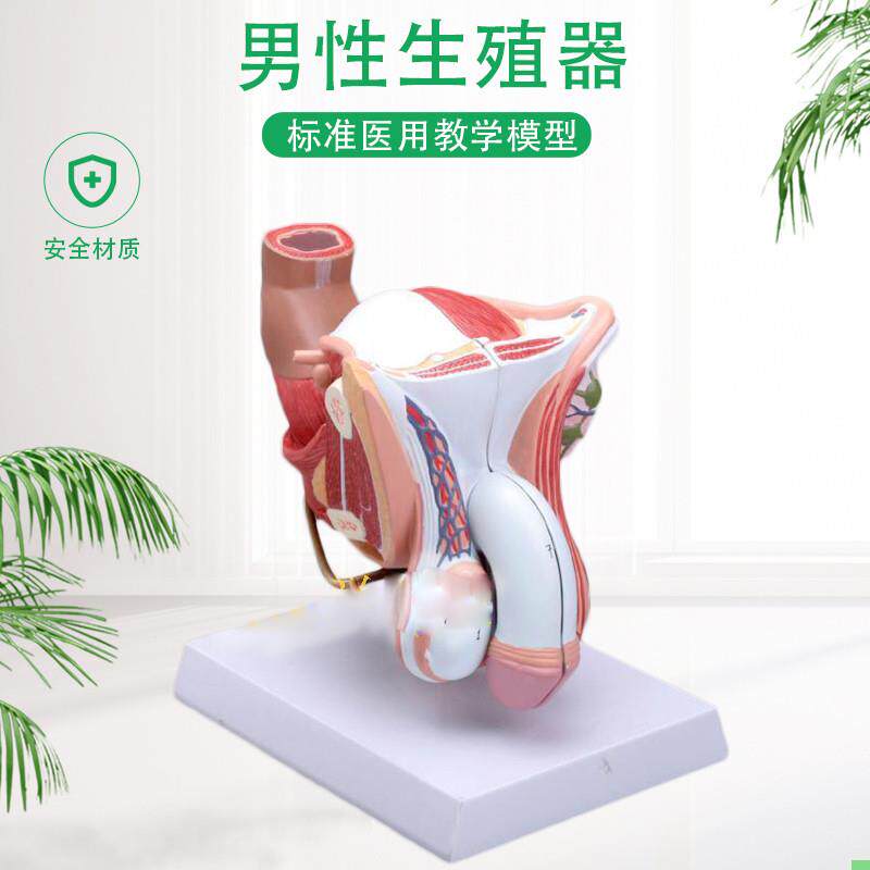 男性内外生殖器官模型 男性生殖解剖模型 睾丸模型 阴茎模型