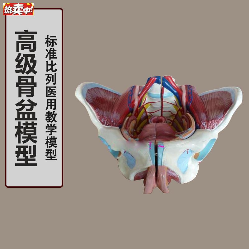 女性骨盆附盆底肌和神经模型K女性骨盆模型韧带神经肌肉盆骨模型