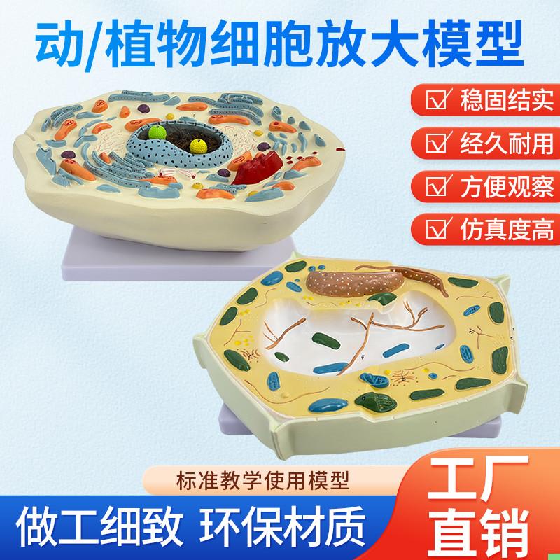 动物细胞亚显微结构植物细胞亚显微结构模型科教仪器医学教学专用