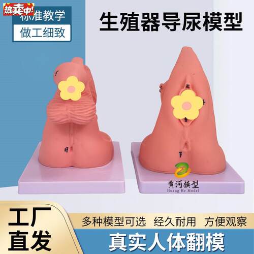 简易导尿训练演示练习女性B内外生殖器解剖男性泌尿系统教学模型