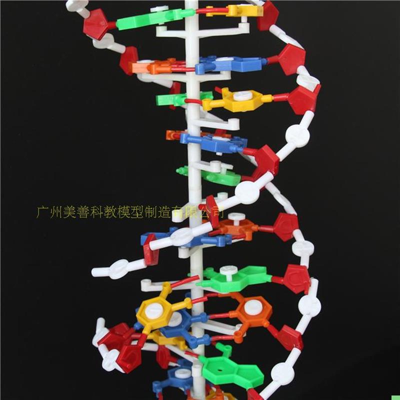 33306 DNA结构模型 大号 双螺旋结构 高中生物 教学仪器