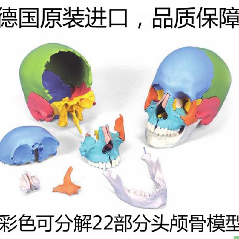 彩色可分解头颅骨德国3B进口插件颅模型可拆分22部分医用头骨模型