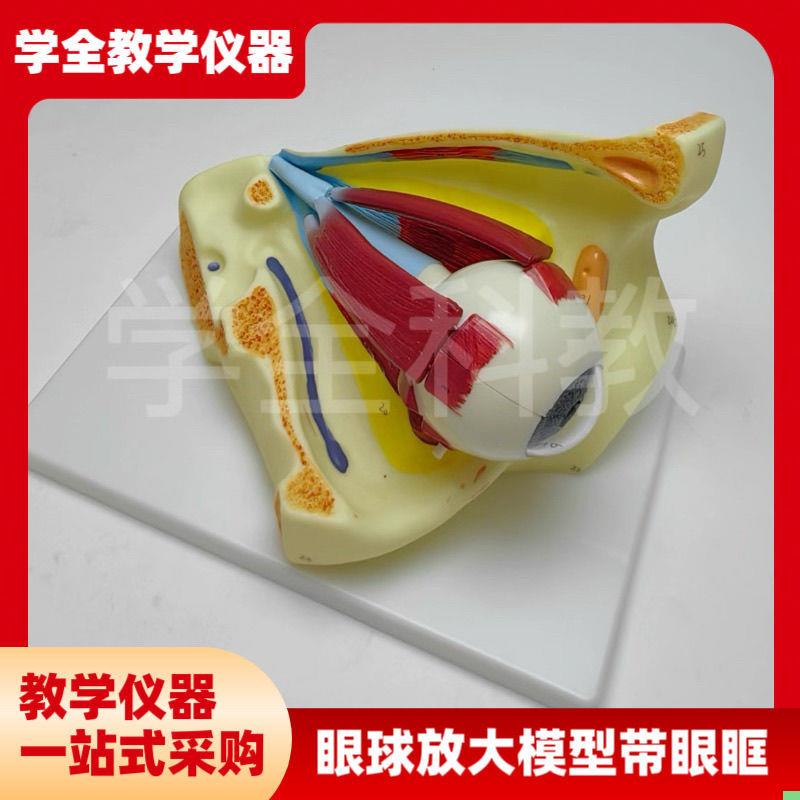 眼球模型眼球与眼眶放大模型解剖眼睛眼外肌模型结构造示教学医学