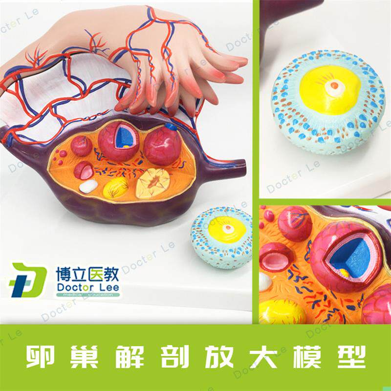 卵巢解剖放大模型卵巢模型女性子宫卵巢结构模型卵泡发育输卵管