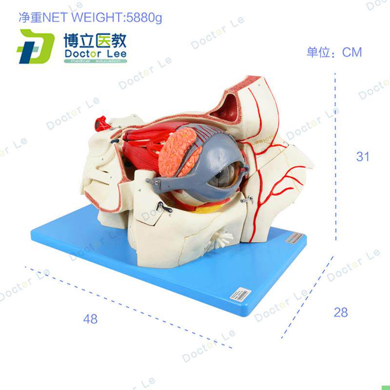 人体眼球模型眼球放大解剖眼眶肌