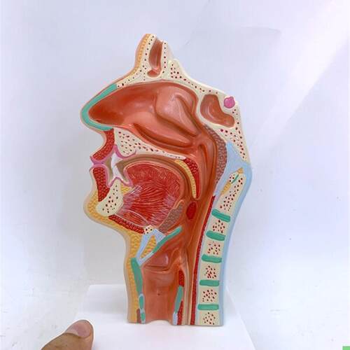 人体鼻腔口腔咽喉解剖模型 鼻腔咽口咽腔 喉咽腔鼻腔口腔纵切模型