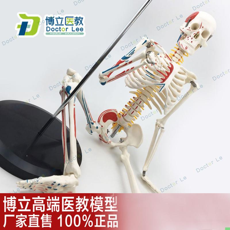 医用教学85CM人体骨骼模型神经肌肉起止点骨架小针刀脊柱模型