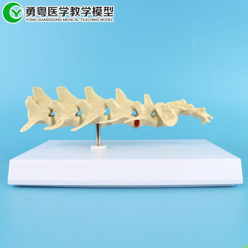 狗腰椎骨模型 犬骨骼模型 狗骨脊椎模型 教学模型