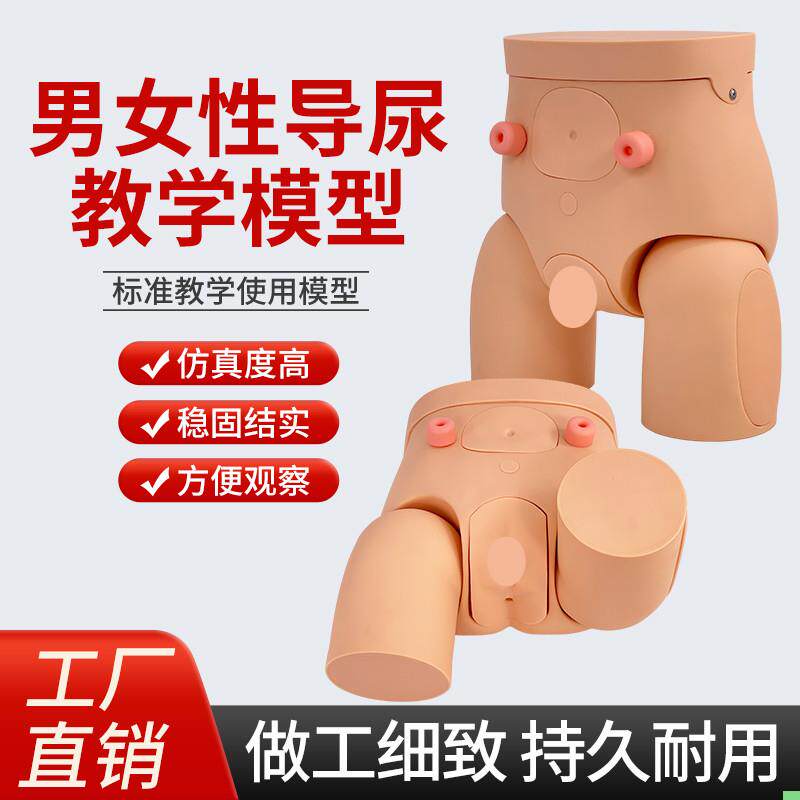 男女性导尿模型 插尿管模型 医学导尿技能操作护理模特 灌肠模型