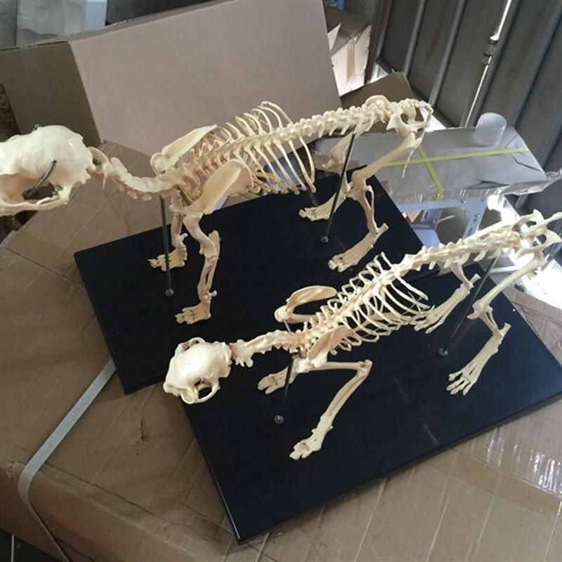 骨科器械狗骨骼标本模型宠物动物狗猫犬教学骨架骨d头骨骼模型