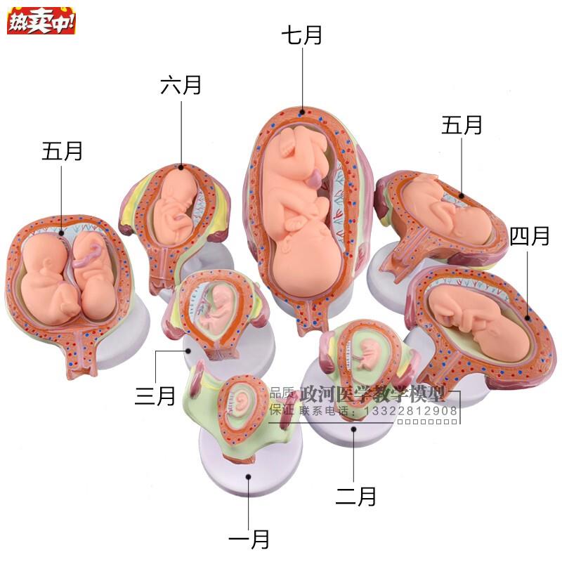 妊娠胚胎发育模型H计划生育模型婴儿胎儿发育过程模型生殖模型
