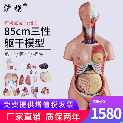沪模 85cm三性互换躯干模型可拆分21部件医学解剖学人体内脏器官