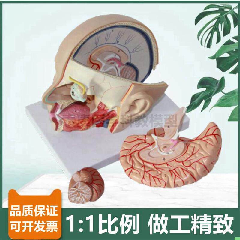 头部解剖模型脑可拆面部微整形医美鼻咽喉口腔舌头牙科局部颅脑底