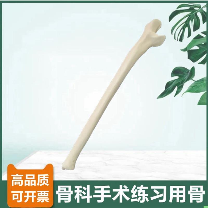 尺骨模型仿真骨手术技能考试骨科医生用钻孔骨质密度桡骨人体四肢