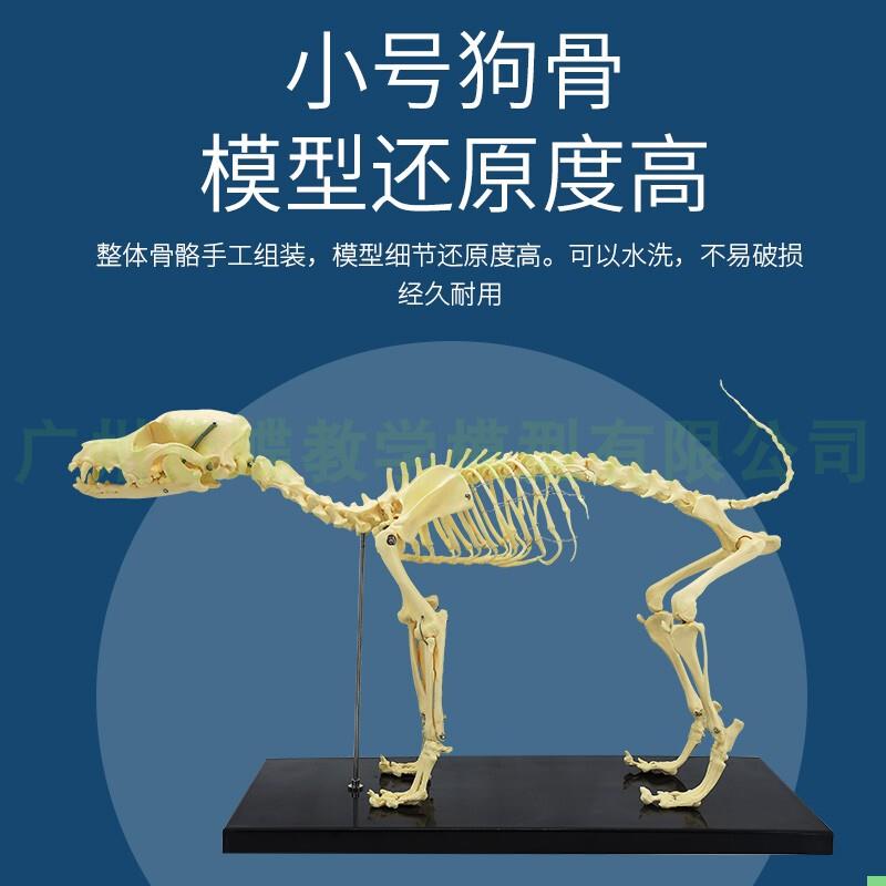 仿真狗骨骼模型 骨架 动物模型 教学模型 动物模型 兽医教学用具