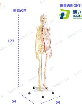 正品医学仿真170cBm人体全身骨骼骷髅骨架带神经血管模型