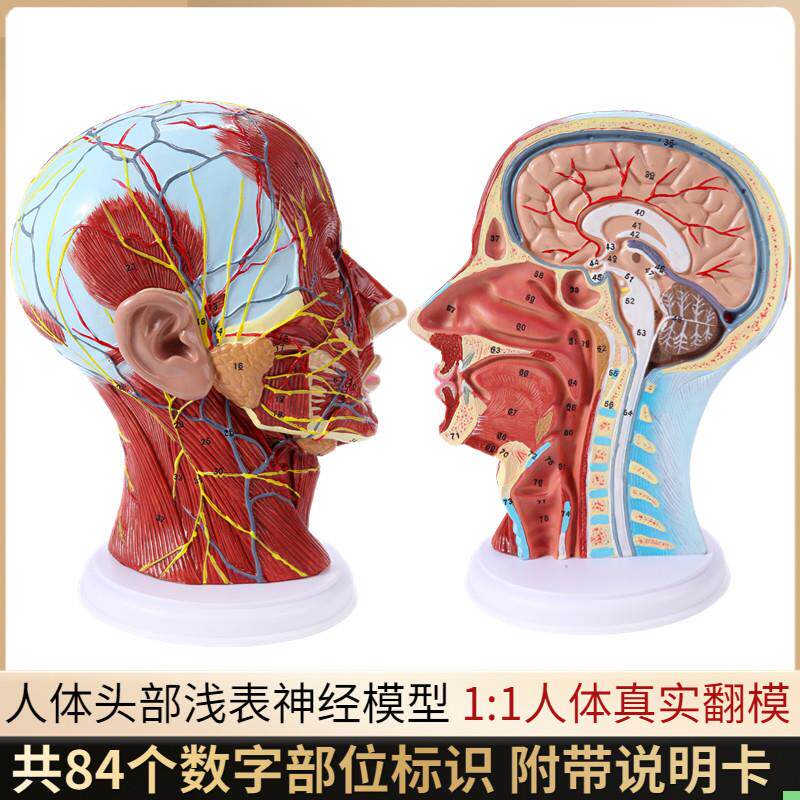 头部矢状断层解剖头颈部解剖耳鼻喉科模型人体大脑模型头浅表模型