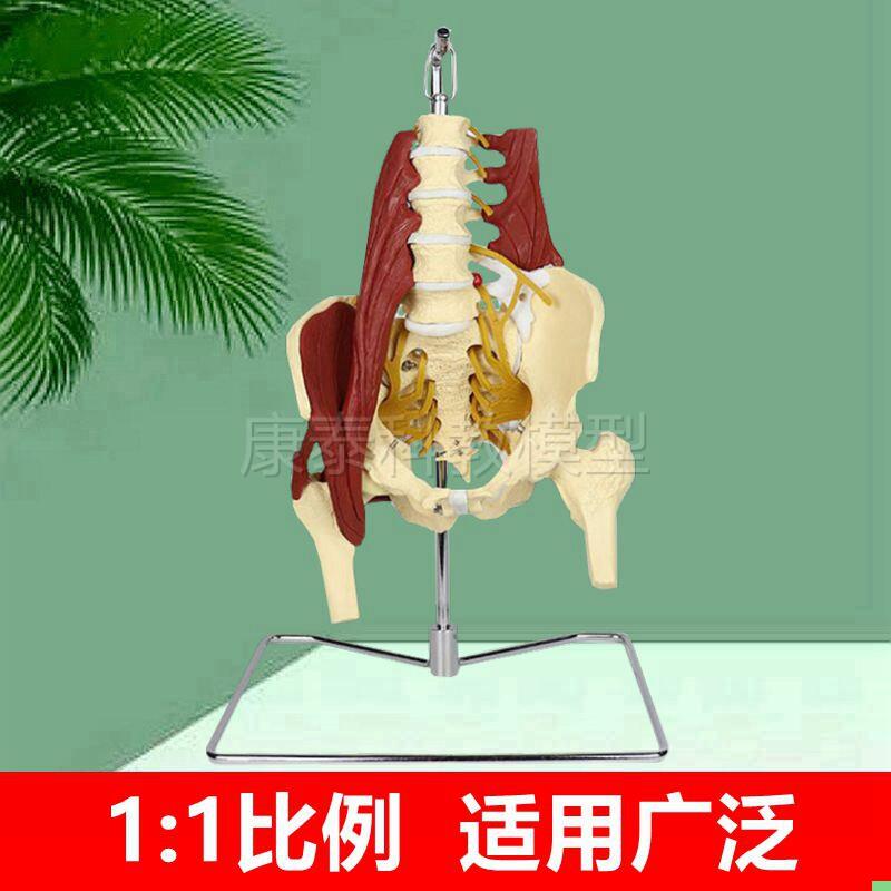 1比1人体腰椎带肌肉模型椎间盘脊神经骨盆骶骨坐骨神经正骨康复医