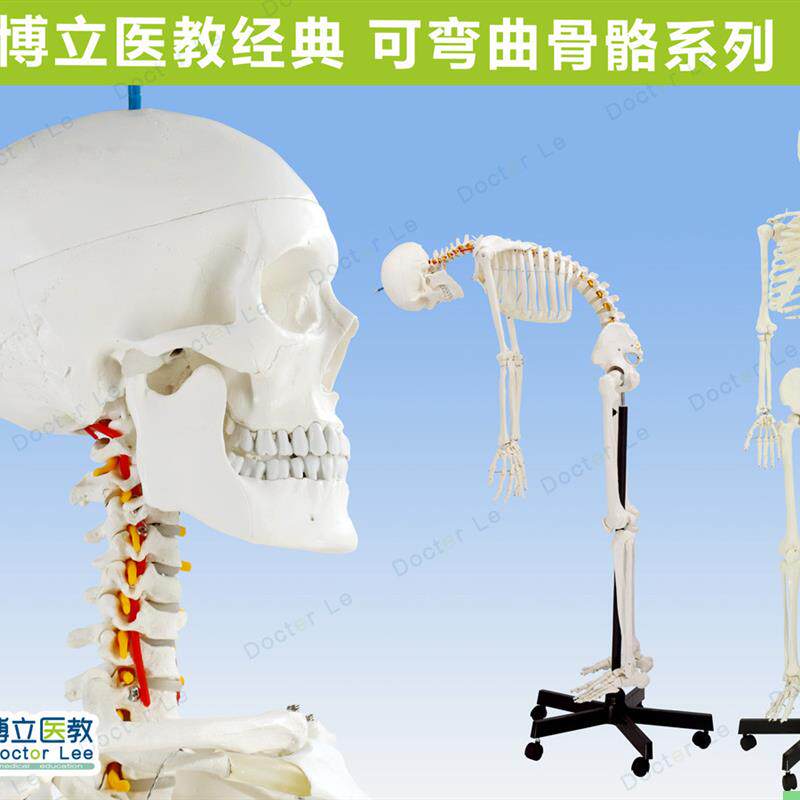 专业170cm人体骨骼 骨型可活动教学模型骨架模型 可拆卸正骨 瑜伽