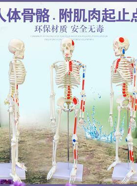 质量上乘新款85CM人体骨骼模型 骨架人体素描 教学模型 白骨观
